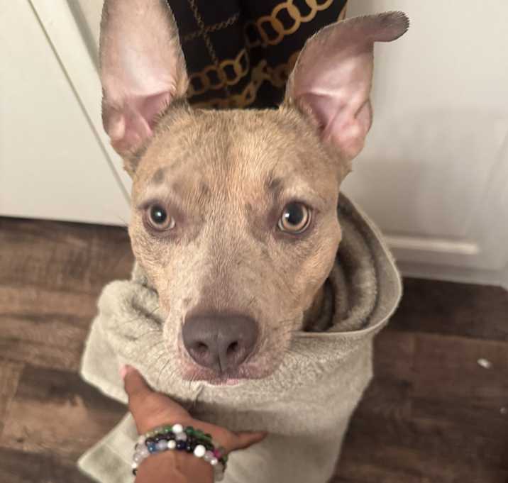 Photo of Luna