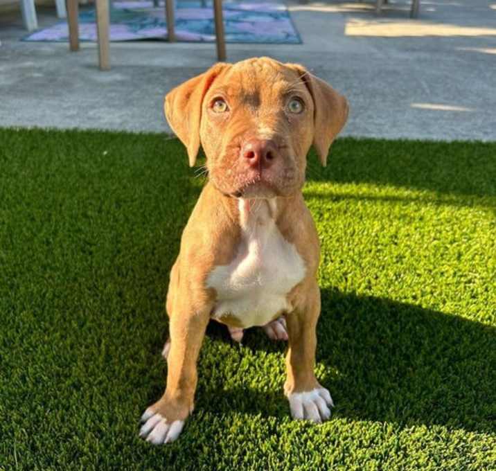 Photo of Wesson