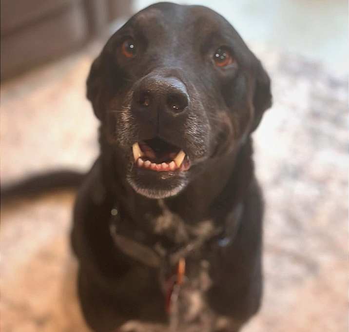 Photo of Gunner