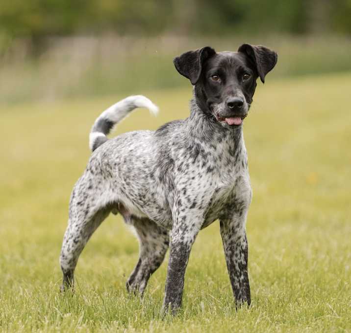 Photo of Mauser