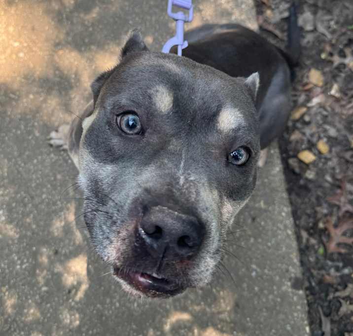 Photo of HSCC-Stray-44865