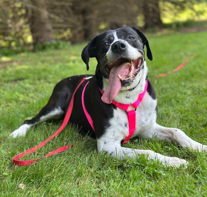 Photo of Pepper
