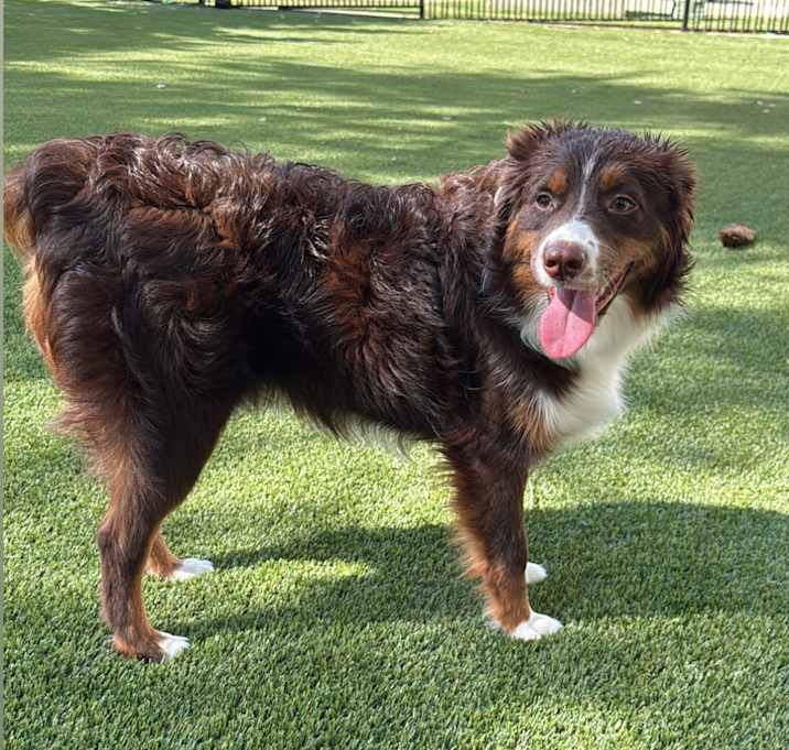 Photo of Rocky