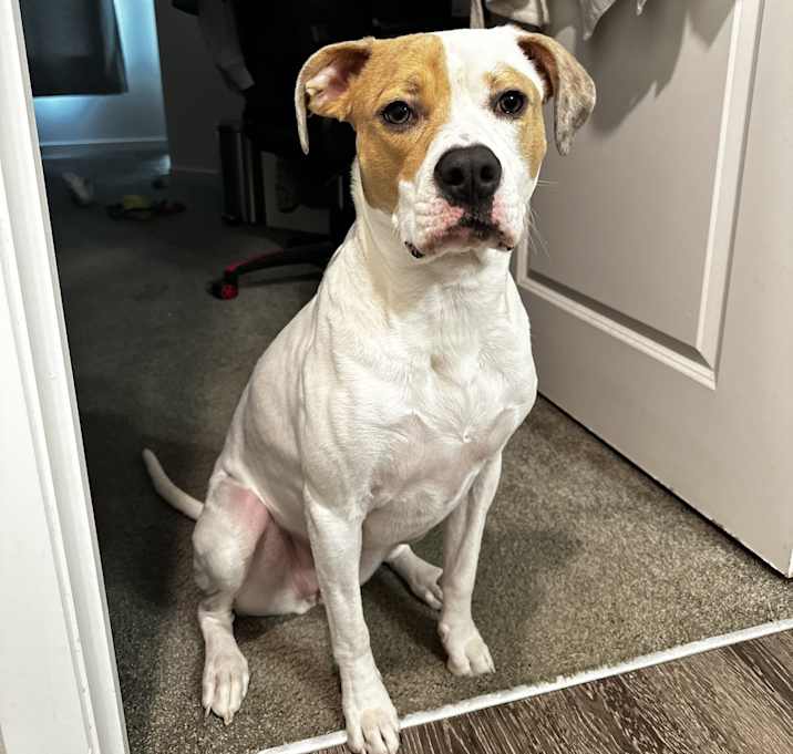 Photo of Peaches