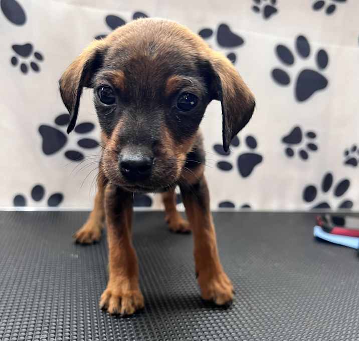 Photo of Finley