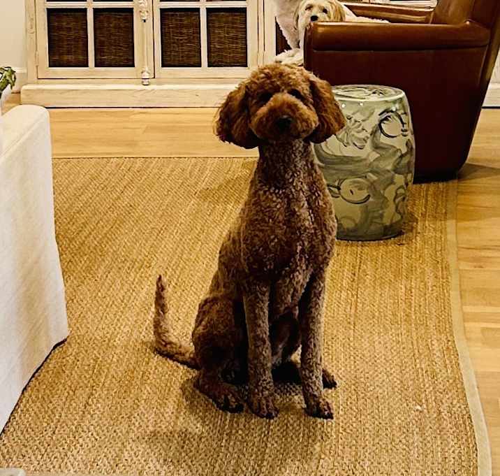 Photo of Chewie