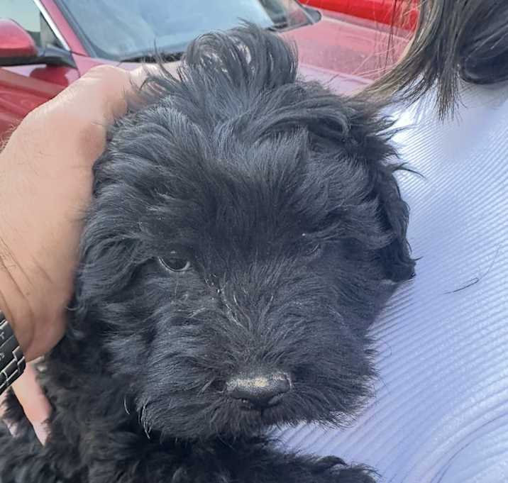 Photo of Suzie
