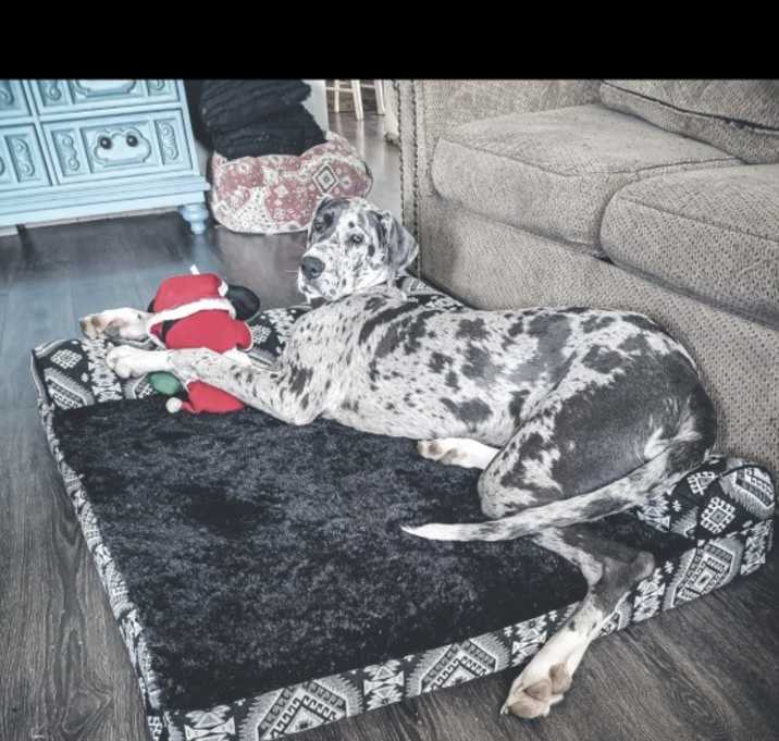 Photo of Daisy