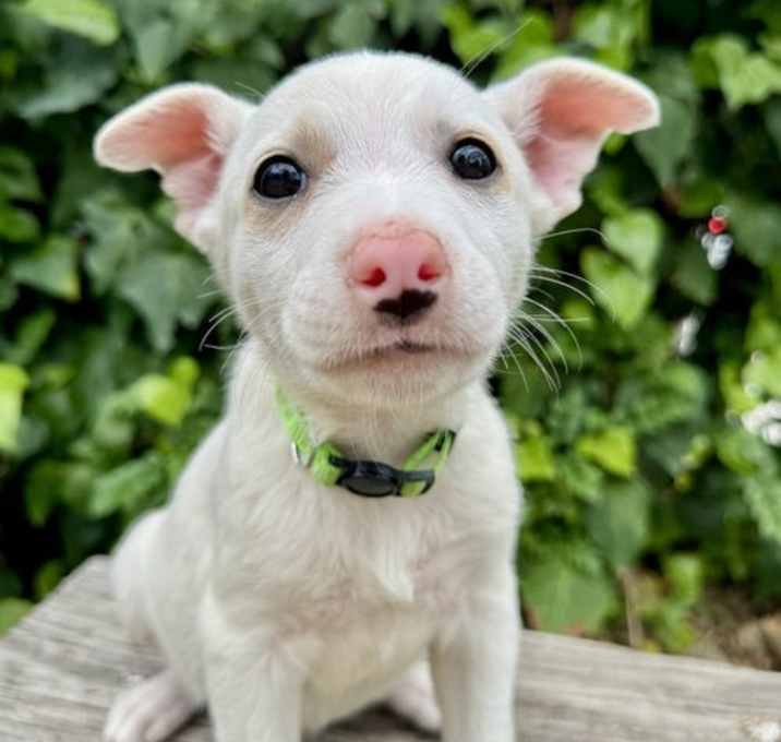 Photo of Mini Star