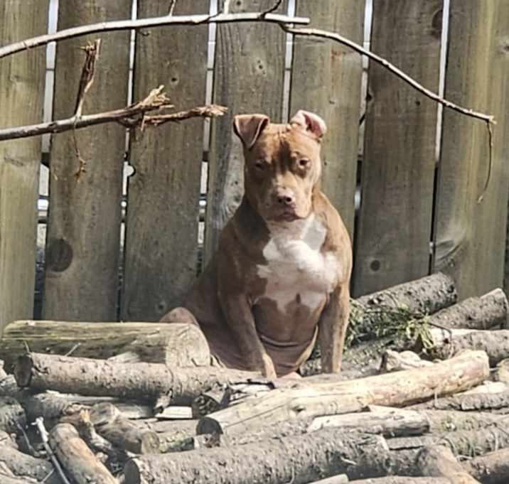Photo of Piglet