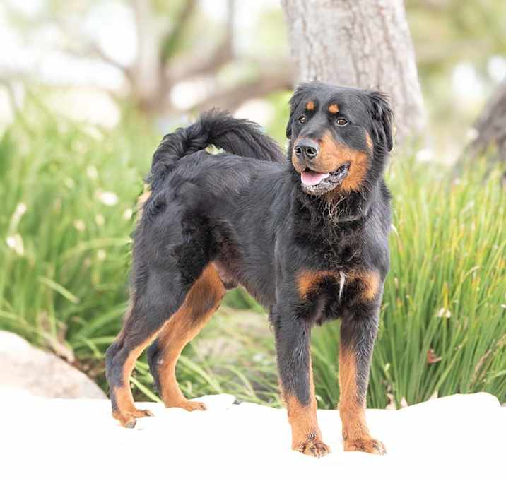 Photo of Tiger