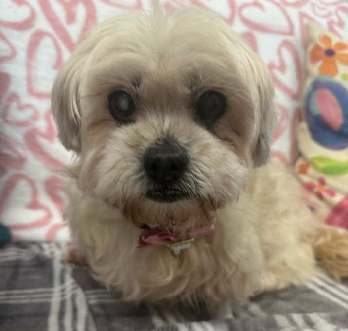 Photo of Cupcake