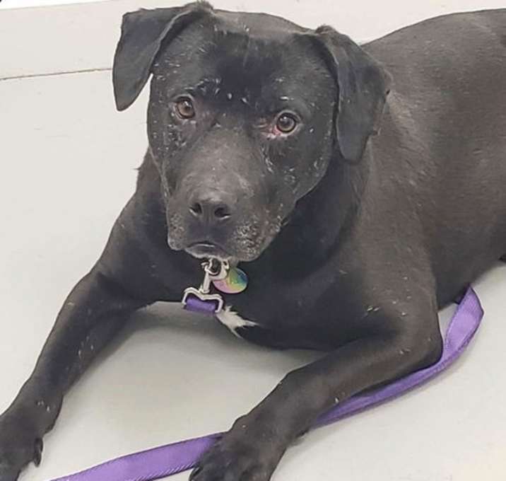 Photo of Stan (Bonded Pair with Happy)
