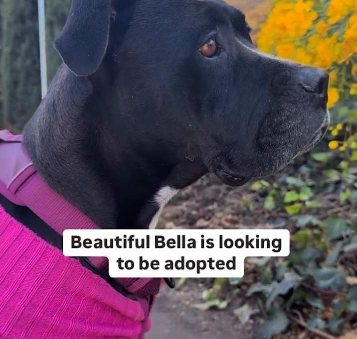 Photo of Bella