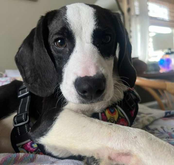 Photo of Kinsley aka Lea (Foster or Adopter Needed!)