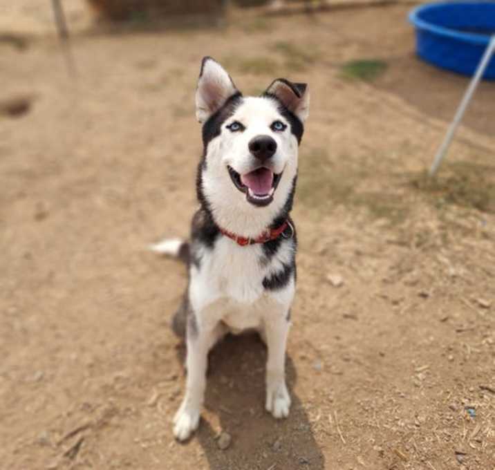 Photo of Loki
