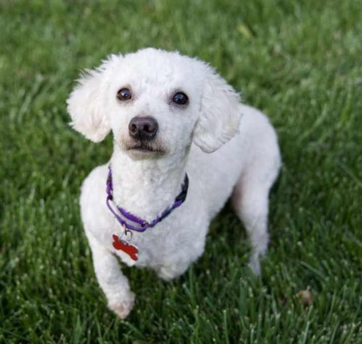 Photo of Firecracker