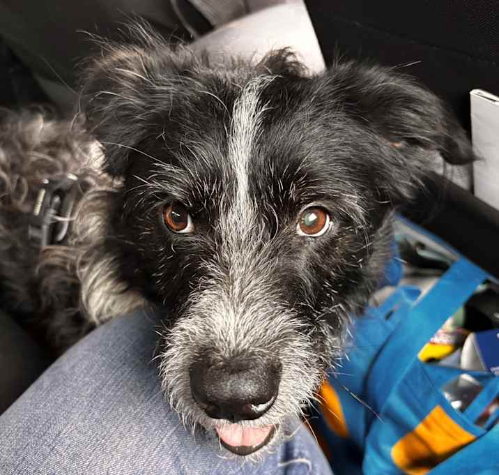 Photo of Spotty