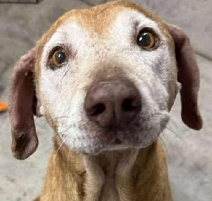 Photo of Wilbur