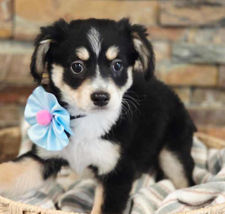 Photo of Ruby