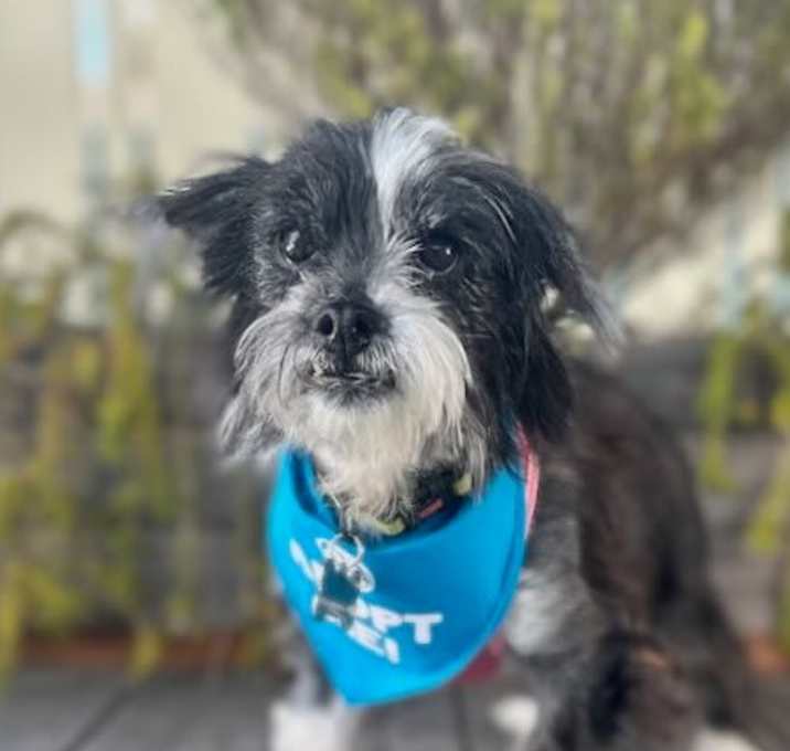 Photo of Razzle Dazzle (aka Suzie Q)