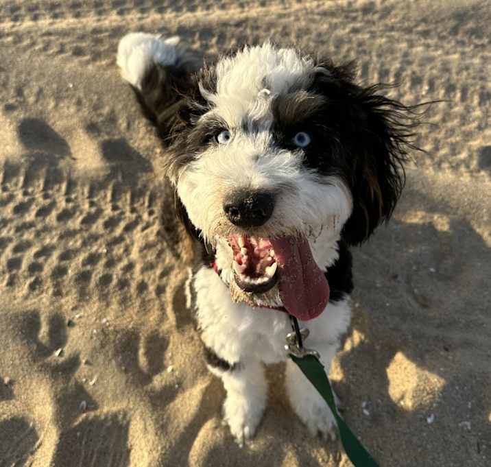 Photo of Loki