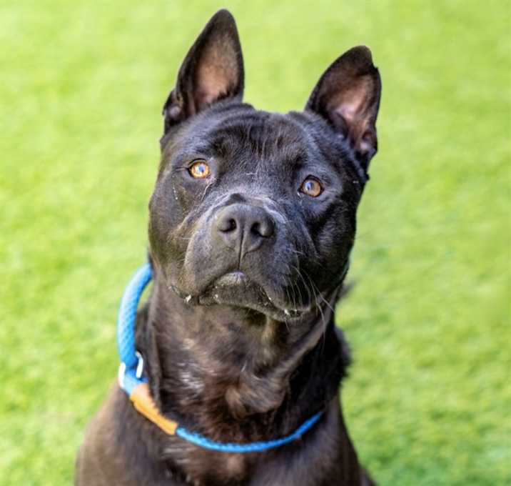 Photo of BENTLEY