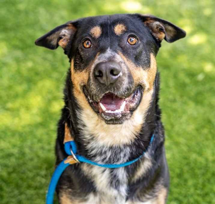 Photo of ROMEO