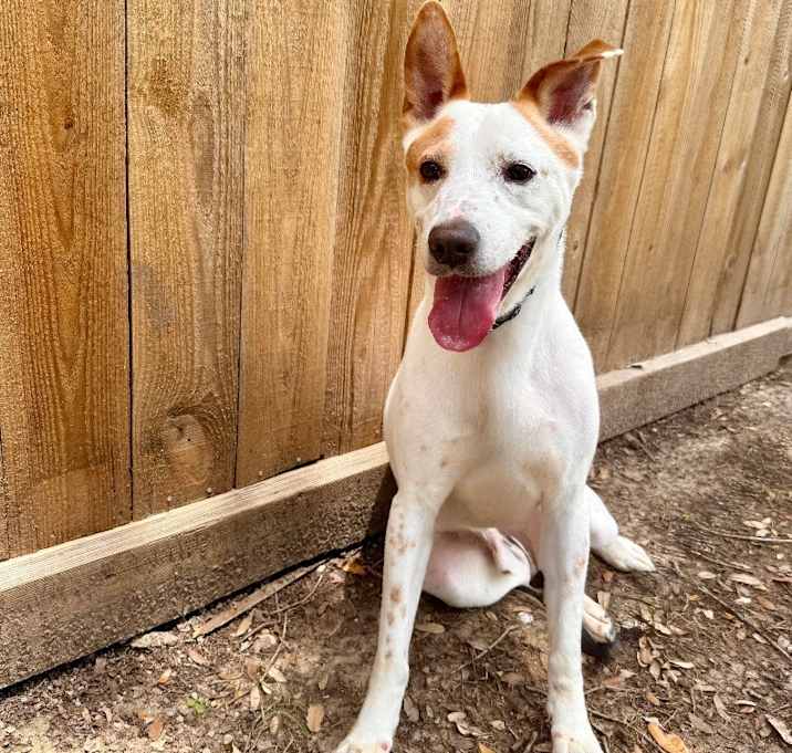 Photo of Ranchito Dorito the most chill dude!