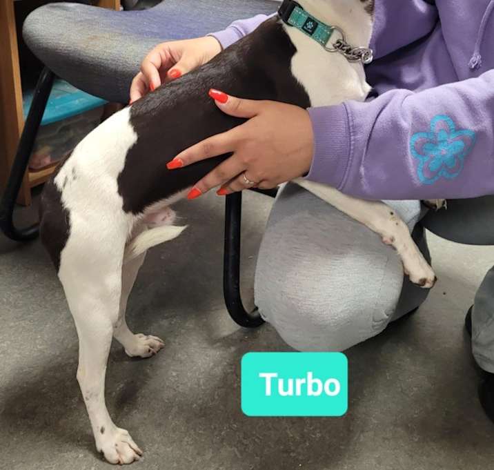 Photo of Turbo