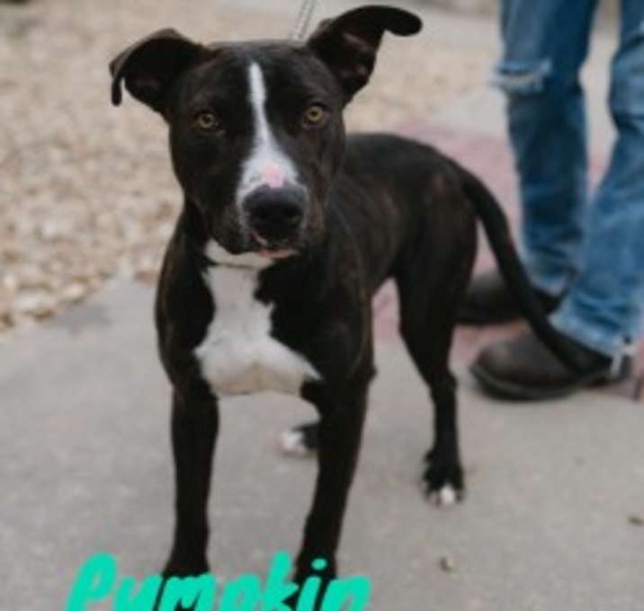 Photo of Pumpkin 124967