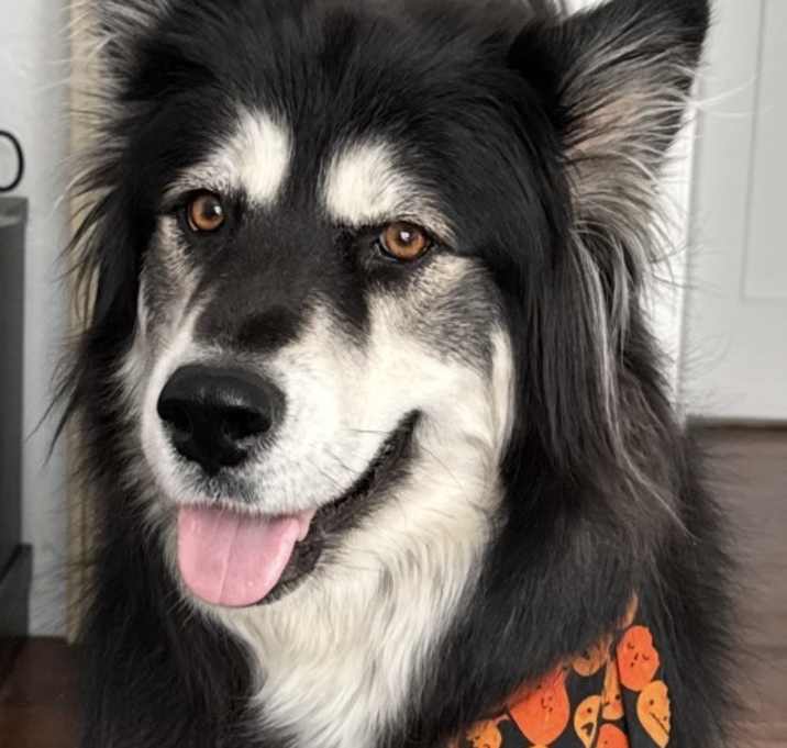 Photo of Suki