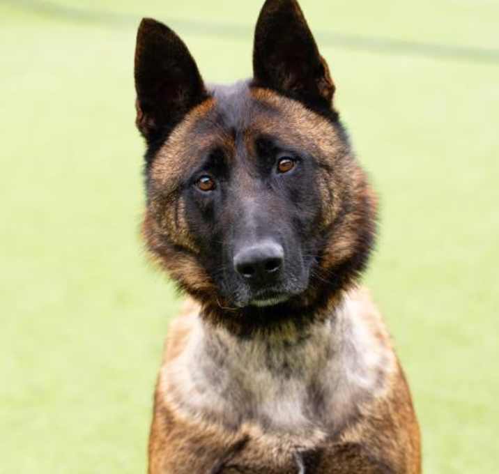 Photo of ACE