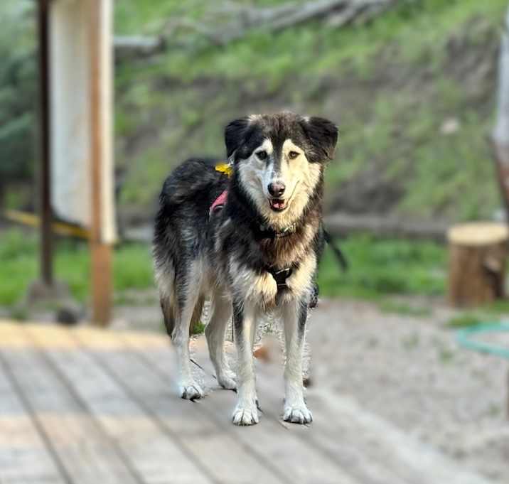 Photo of Willow