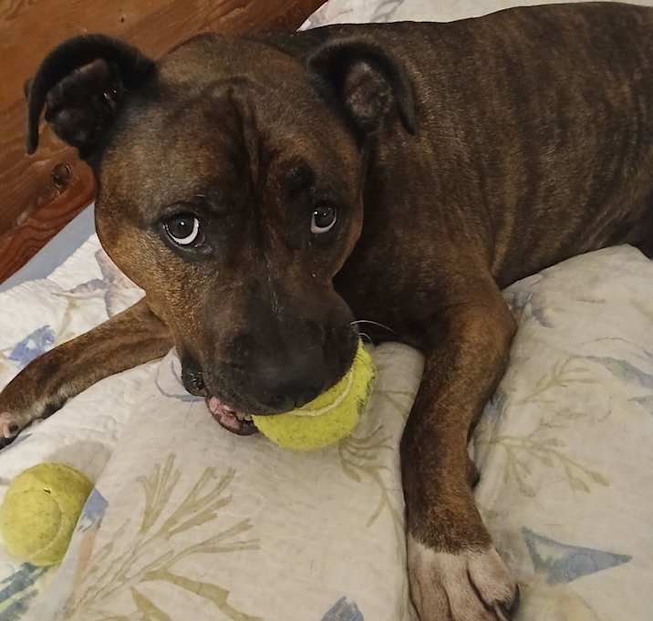 Photo of Athena