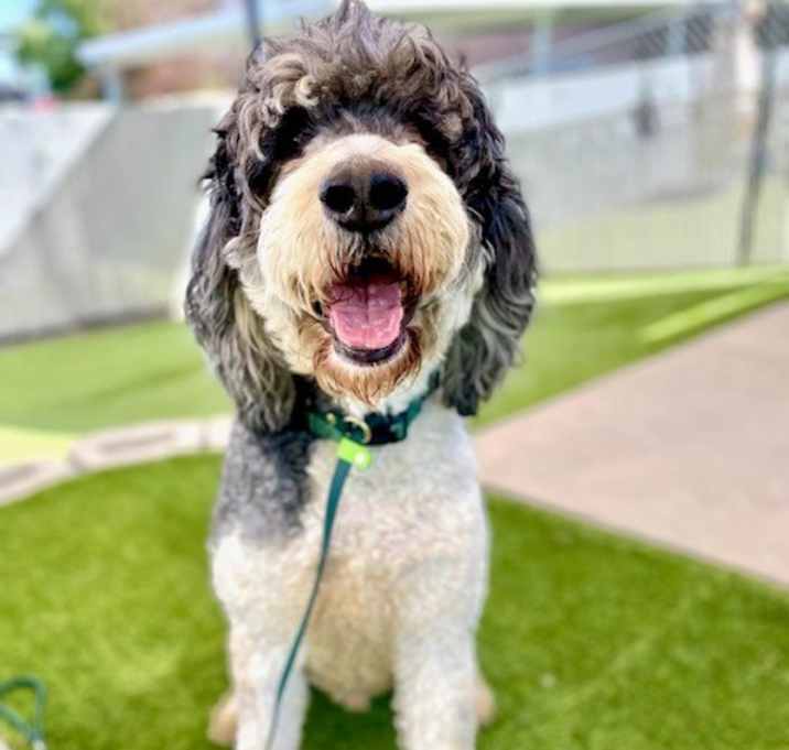 Photo of Milo