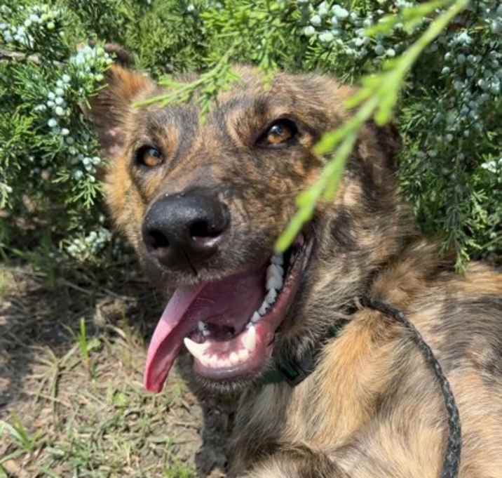 Photo of Apollo