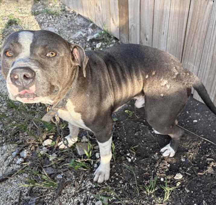 Photo of BRONCO