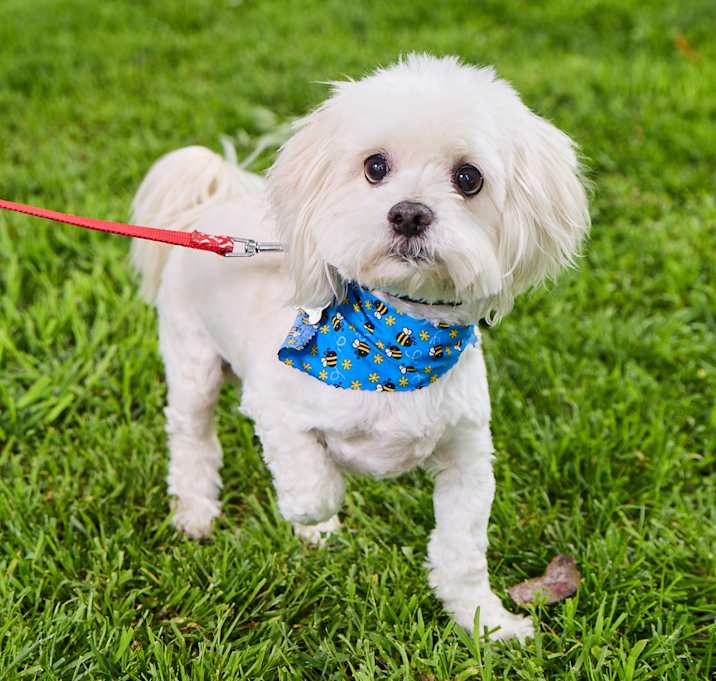Photo of Milo