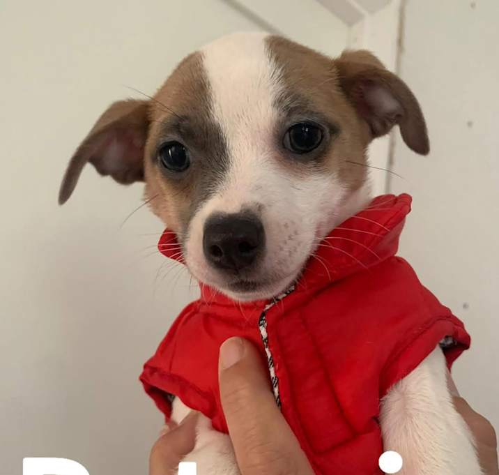 Photo of Petunia
