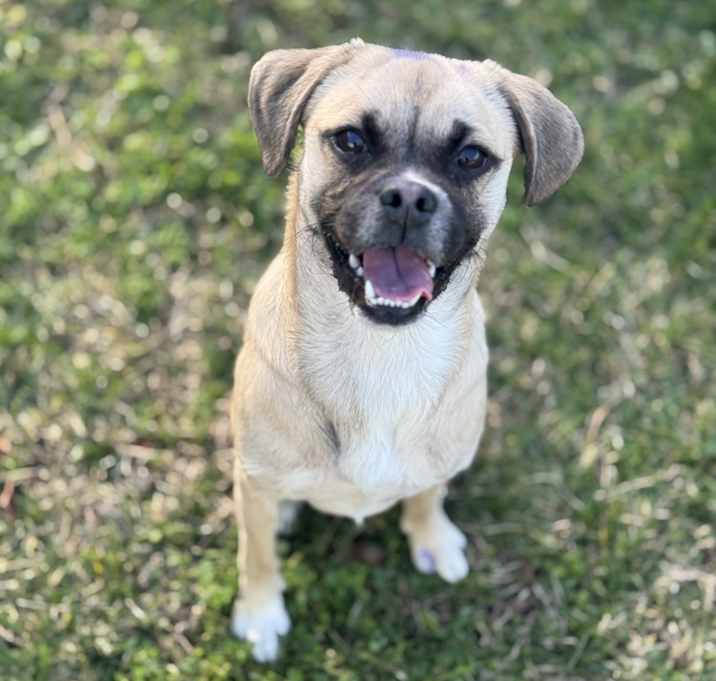 Photo of Puggish