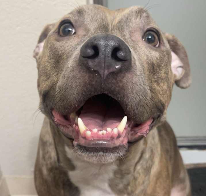 Photo of Tyson