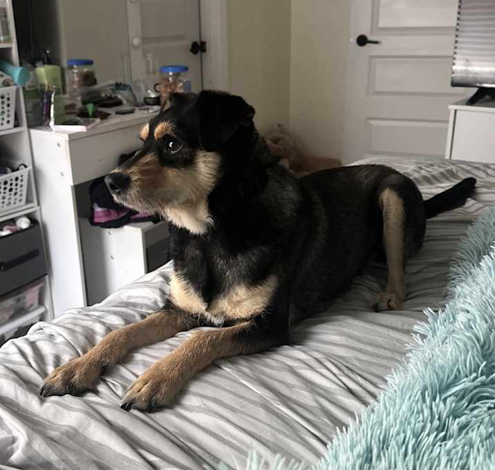 Photo of Rocky