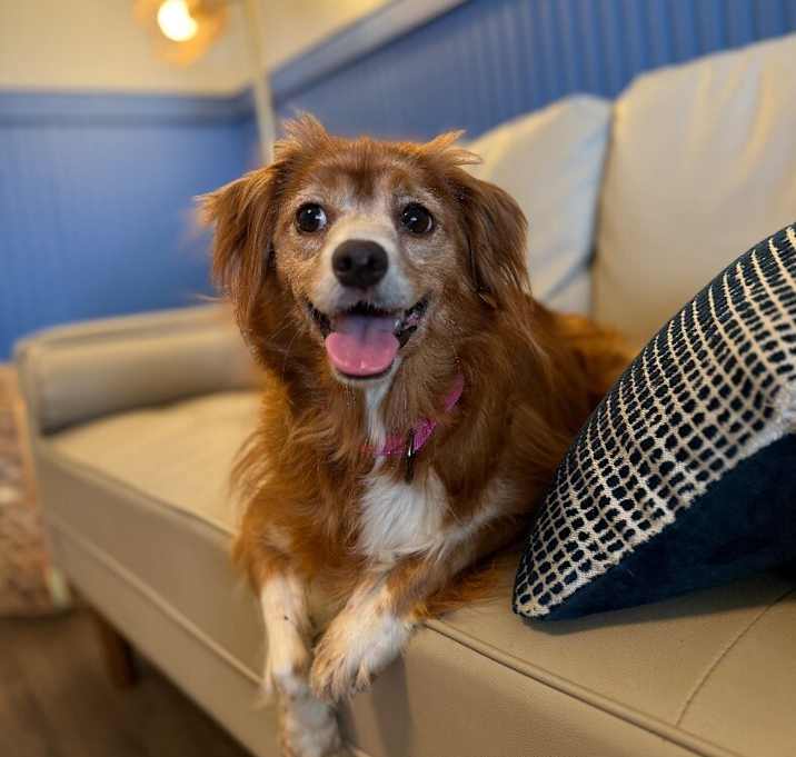 Photo of Shelby
