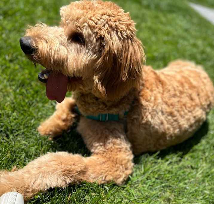 Photo of Bruno