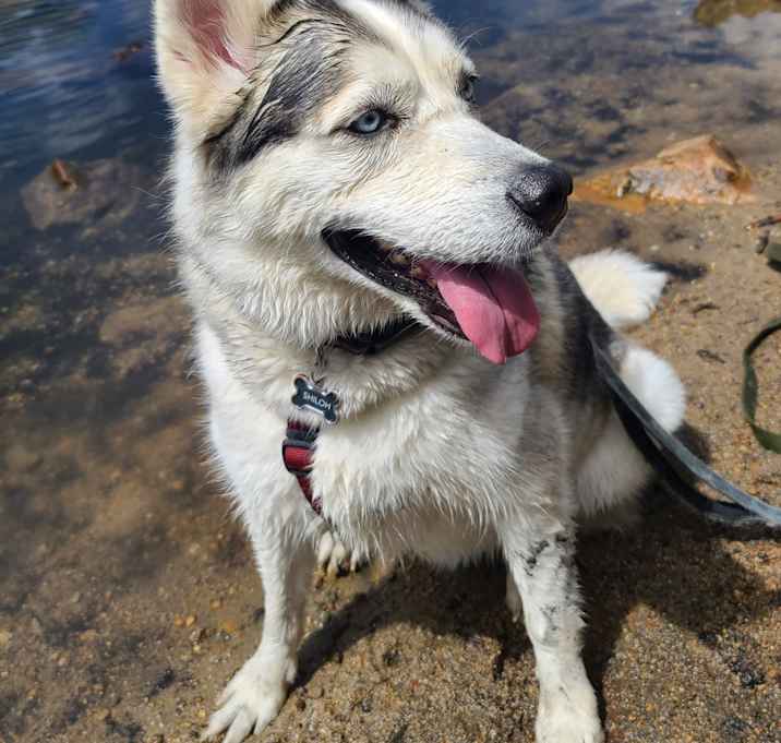 Photo of Shiloh