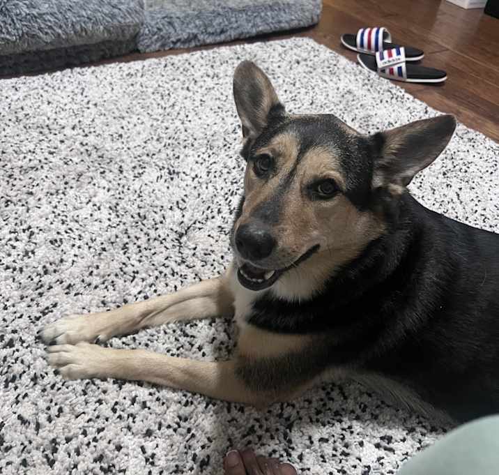 Photo of Bella