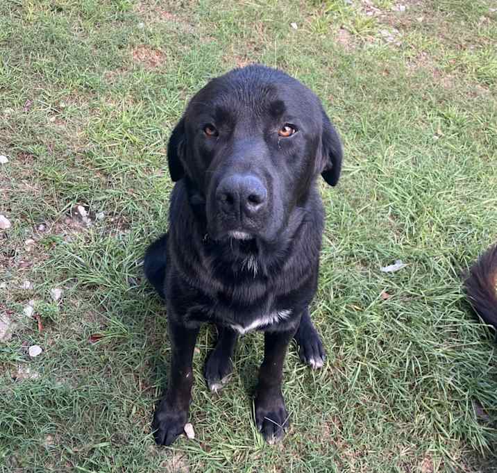 Photo of Bear