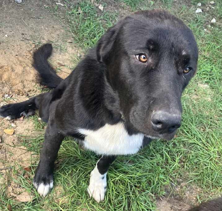 Photo of Oso