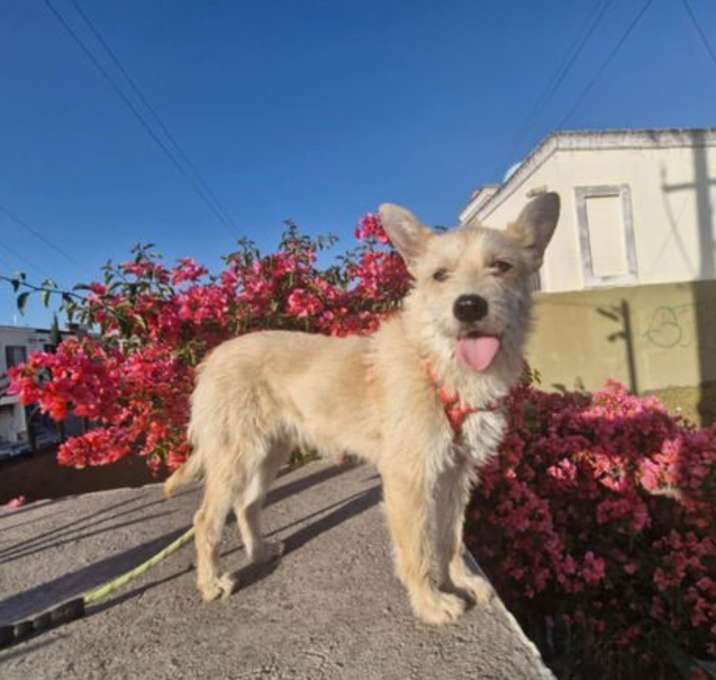 Photo of Coco